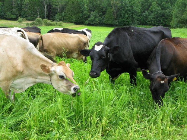 Raising-Livestock-the-Organic-Farming-Way